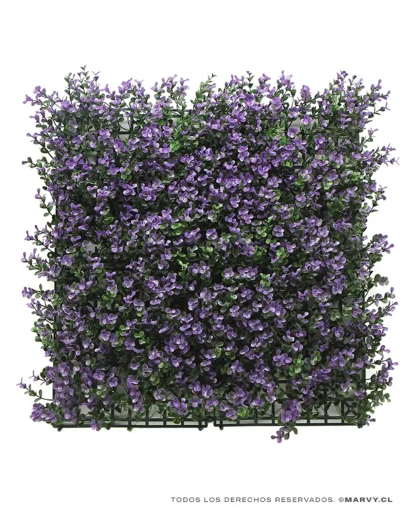 Jardín Vertical 50x50 - Buxus Violeta - Imagen 2
